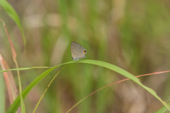 Luthrodes pandava peripatria