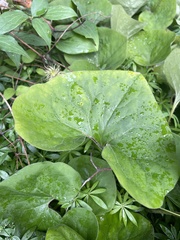 Asarum canadense