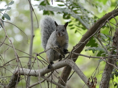 Sciurus stramineus