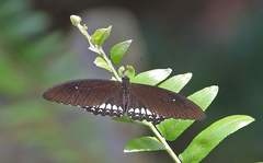 Papilio castor