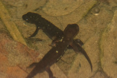 Cynops ensicauda popei