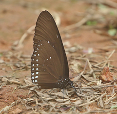 Euploea sylvester