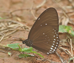 Euploea sylvester