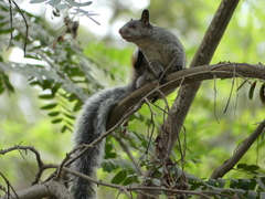 Sciurus stramineus