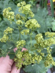 Alchemilla mollis