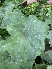 Alchemilla mollis