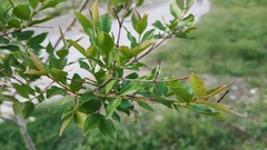 Psidium sartorianum