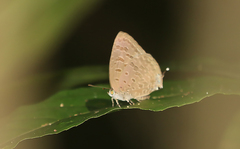 Arhopala aida