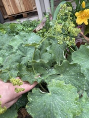 Alchemilla mollis