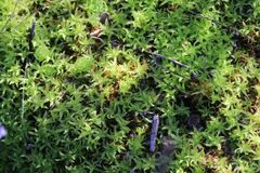 Leptodontium paradoxum