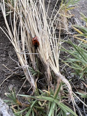 Coccinella monticola