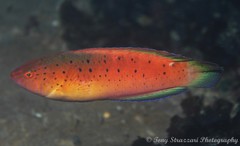 Austrolabrus maculatus