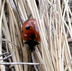 Coccinella monticola