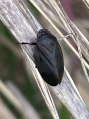 Prosapia ignipectus