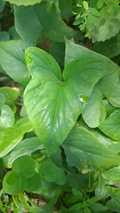 Typhonium roxburghii