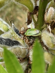 Thyanta pallidovirens