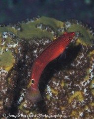 Austrolabrus maculatus