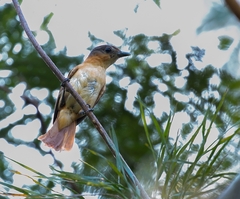 Pachyramphus minor