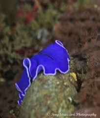 Pseudoceros lividus