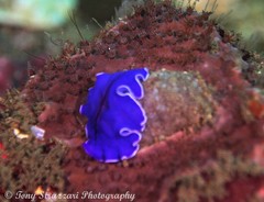 Pseudoceros lividus