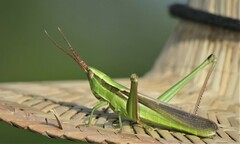 Mermiria intertexta