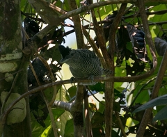 Cymbilaimus sanctaemariae