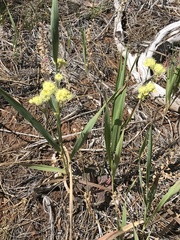 Lomatium nudicaule