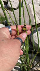 Equisetum