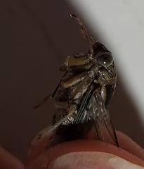 Diceroprocta vitripennis