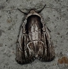 Sympistis badistriga