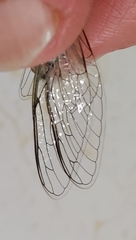 Diceroprocta vitripennis