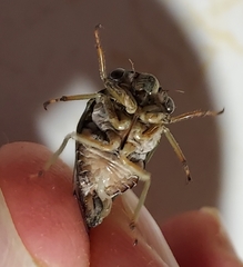 Diceroprocta vitripennis