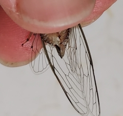 Diceroprocta vitripennis