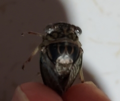 Diceroprocta vitripennis