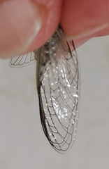 Diceroprocta vitripennis