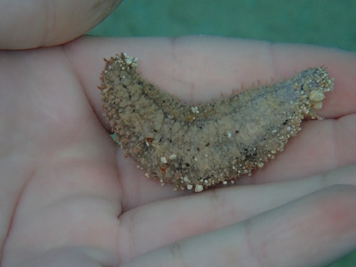 Holothuria arenicola observed 2022-07-06