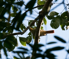 Dendroma erythroptera