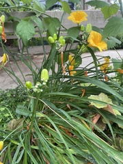 Hemerocallis