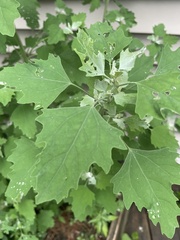 Chenopodium album