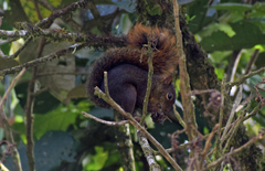 Sciurus ignitus