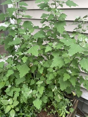 Chenopodium album