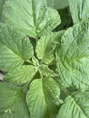 Amaranthus
