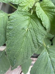 Amaranthus