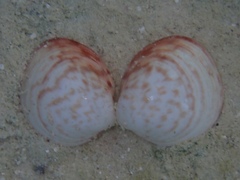 Laevicardium mortoni