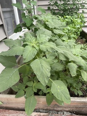 Amaranthus