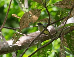 Myiopagis gaimardii
