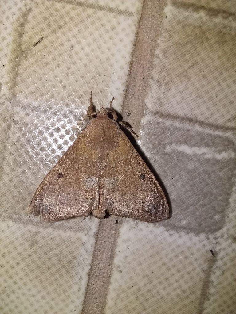Zapatodes amada