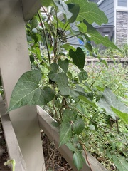 Cynanchum laeve