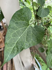 Cynanchum laeve