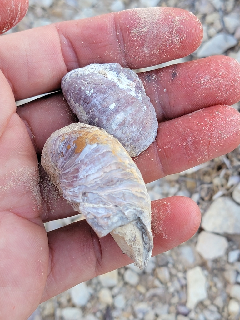 Cretaceous Devils Toenail Oysters In July 2022 By Joey Santore